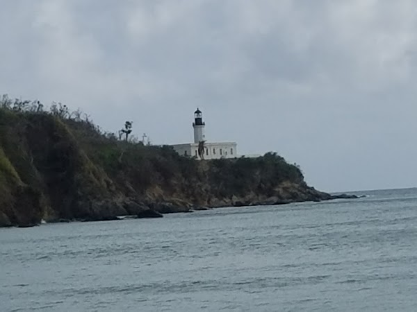 Ceiba 3
