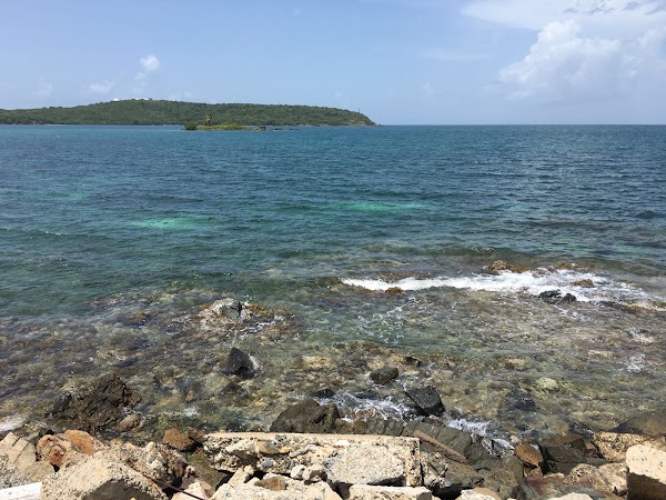 Ceiba 2