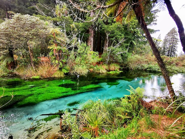 Hamurana Springs Nature Park & Golf Course 4