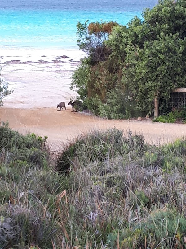 Thistle Cove 2