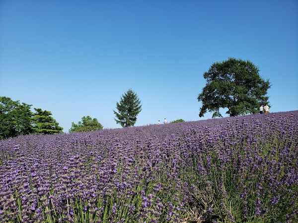 Horomitoge Lavender Garden
