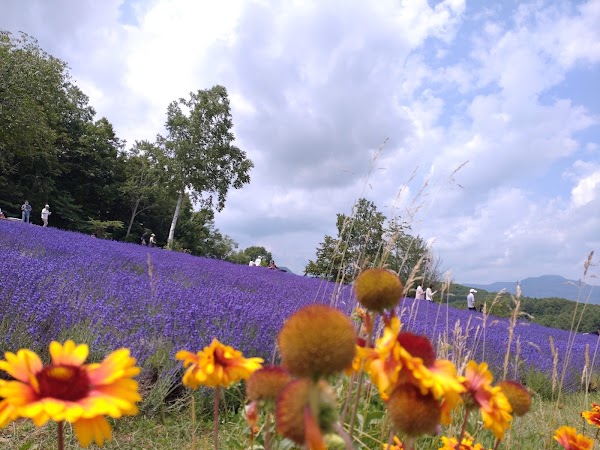 Horomitoge Lavender Garden 5