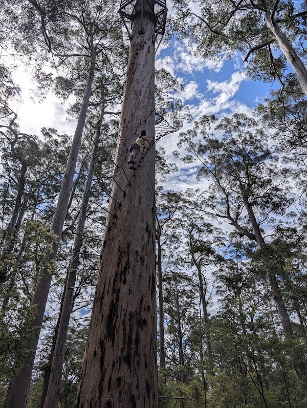 Dave Evans Bicentennial Tree