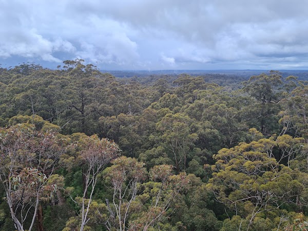 Dave Evans Bicentennial Tree 5
