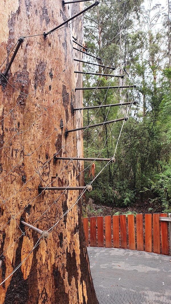 Dave Evans Bicentennial Tree 2
