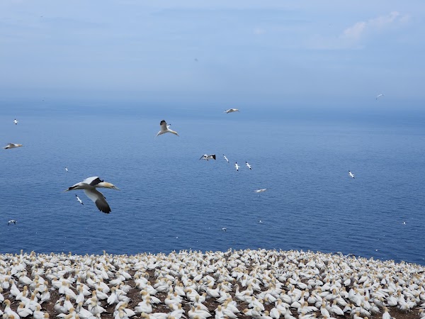 Gannets Colonies Observatory Tower 1