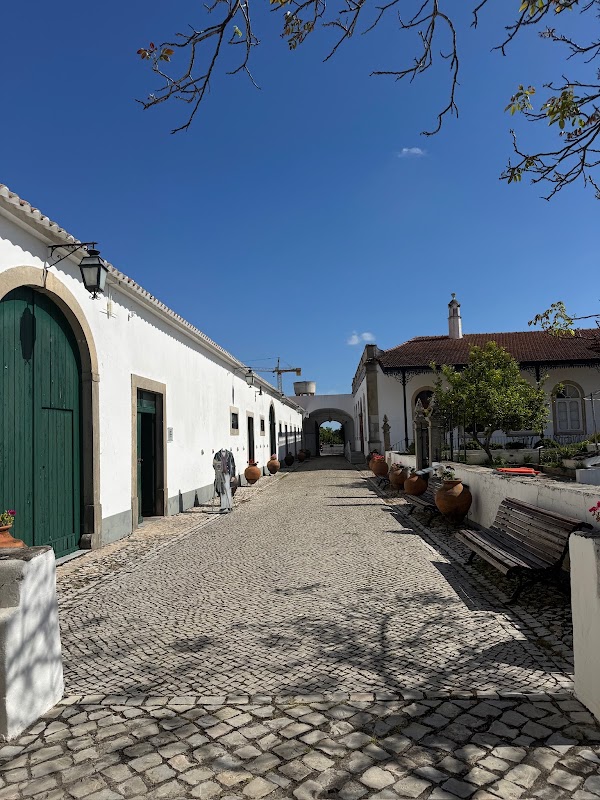Palmas Douradas 4