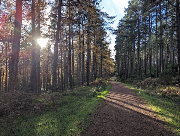 Thrunton Wood