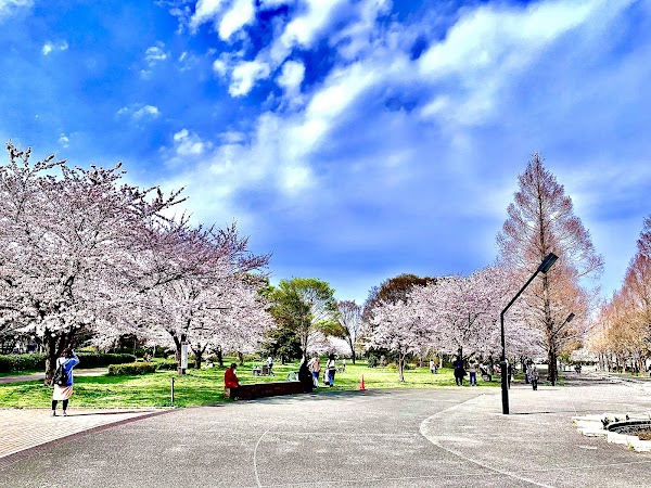 Tokyo Spring: Festival guide🌸🌷 13