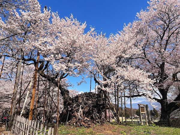 Yamataka Jindai Zakura