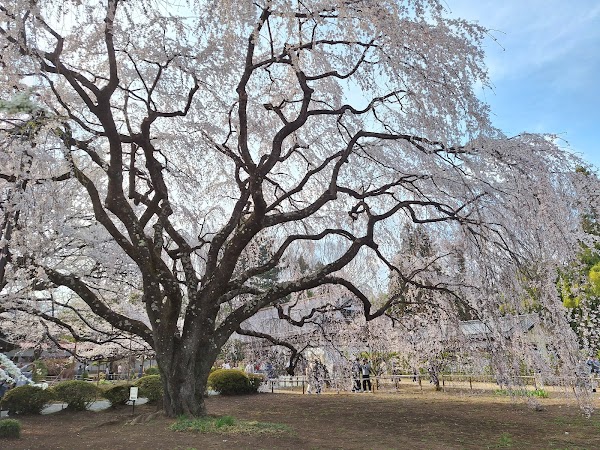 Yamataka Jindai Zakura 4