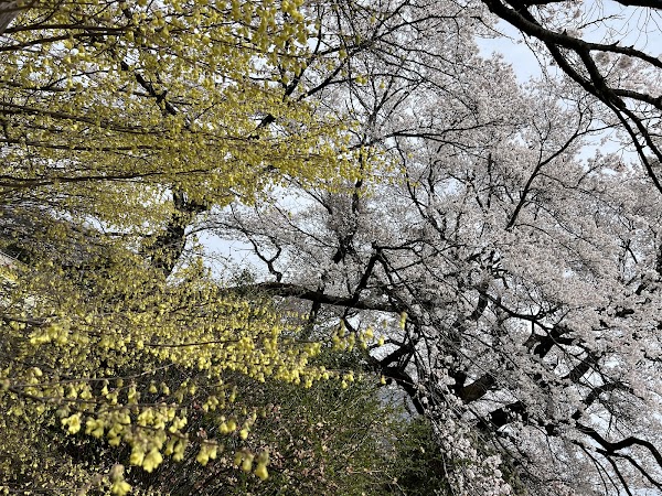 Yamataka Jindai Zakura 2