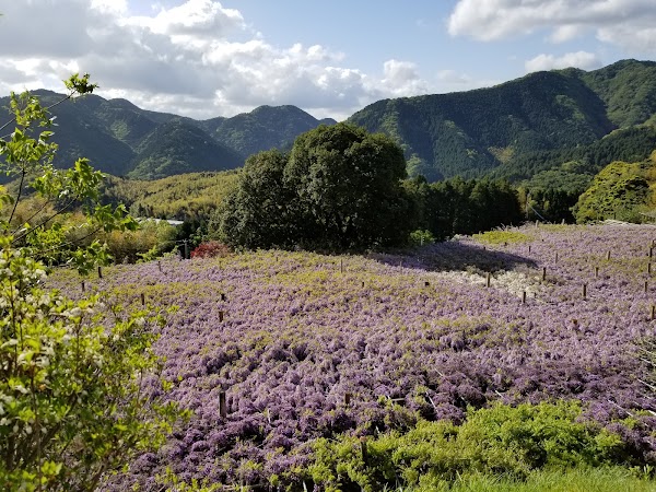 Kawauchi Fujien 4