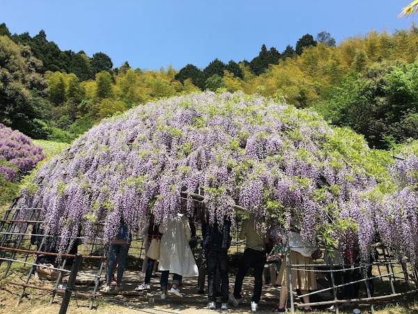 Kawauchi Fujien 2