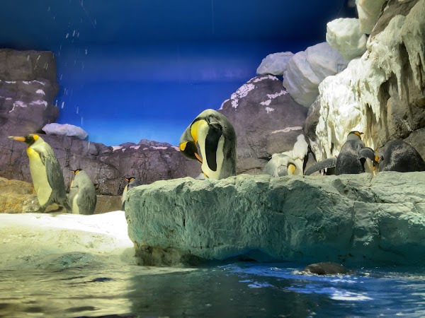 Osaka Aquarium Kaiyukan 3