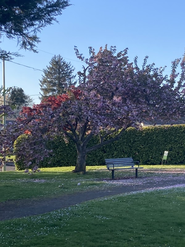 Cherry Blossom Park 1