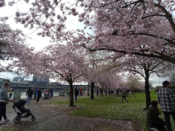Cherry Blossom Park 3
