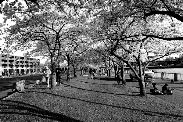 Cherry Blossom Park 2