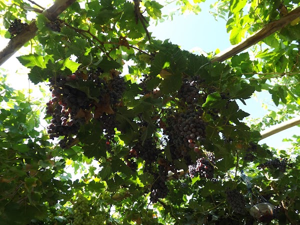 Turpan Grape Valley Ecology Tourist Center