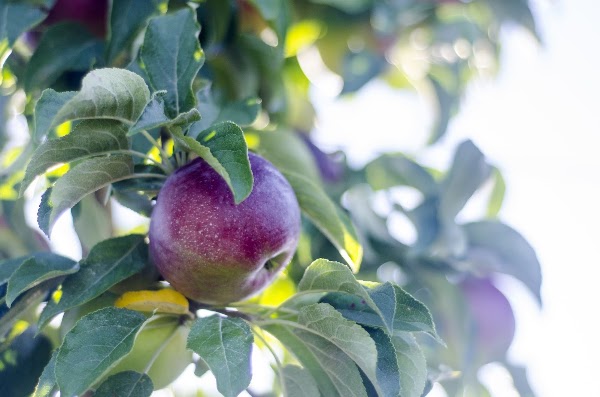 Champlain Orchards
