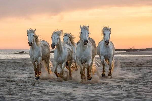 Camargue