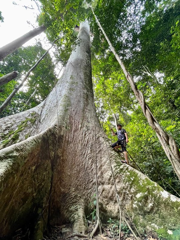 Tualang tree
