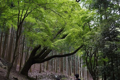 Mt. Kasuga Primeval Forest