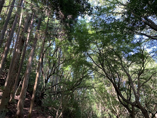 Mt. Kasuga Primeval Forest 5