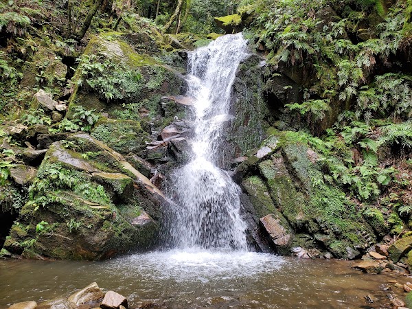 Mt. Kasuga Primeval Forest 3