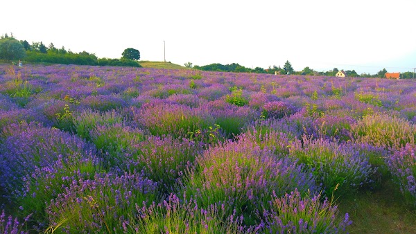 Lavender Field 1
