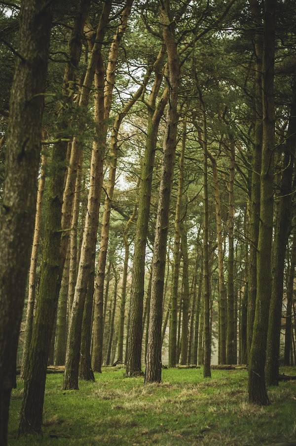 Knightslow Wood
