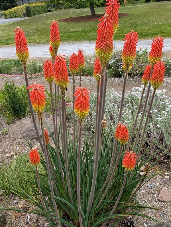 UBC Botanical Garden
