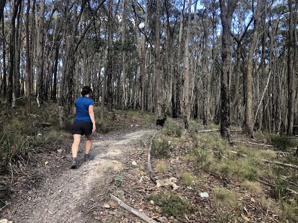 Wombat State Forest 1