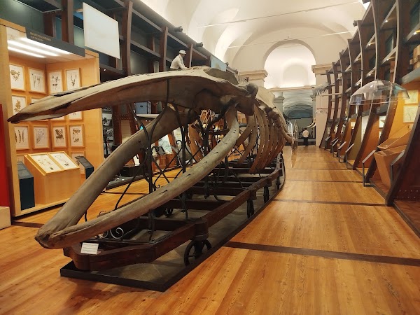 Museo Regionale di Scienze Naturali 5
