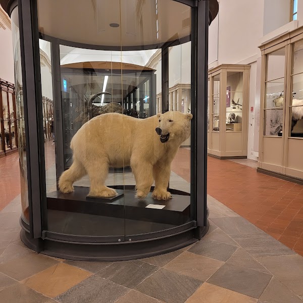 Museo Regionale di Scienze Naturali 4