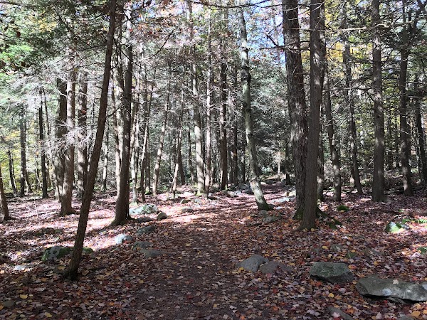 Ricketts Glen Falls Trail 2