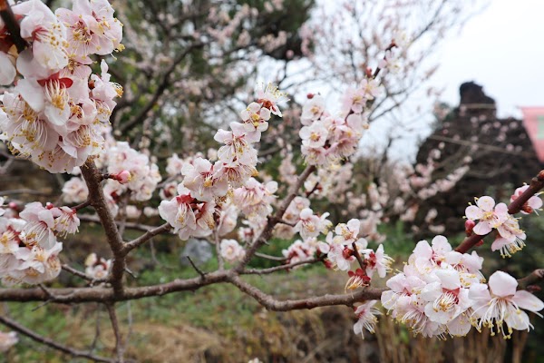 Hogeun-dong