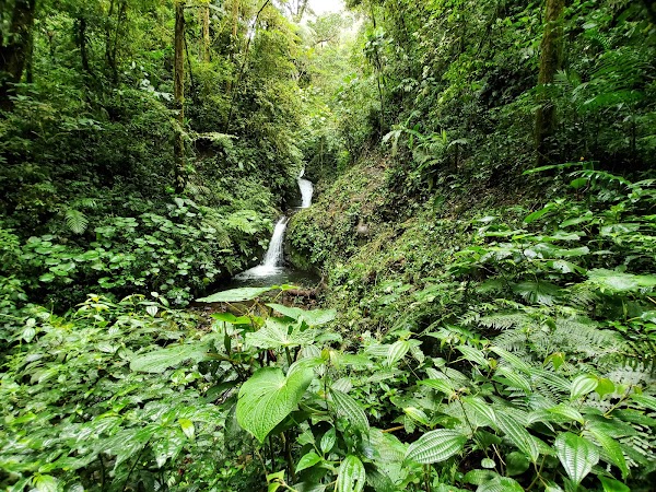 Monteverde Cloud Forest Biological Preserve 2