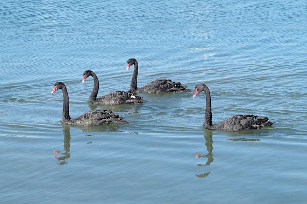 Mandurah Eastern Foreshore 5