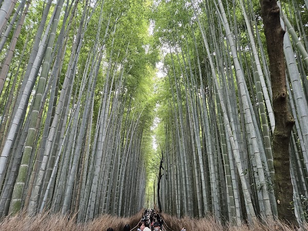 Nonomiya Shrine 2