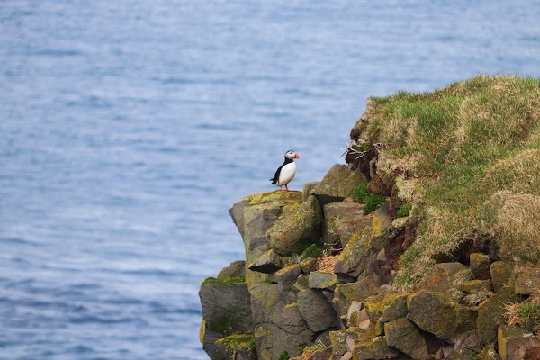 Látrabjarg 3