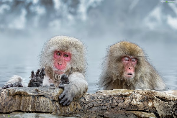 Snow Monkey Park (Jigokudani Yaen Koen) 1