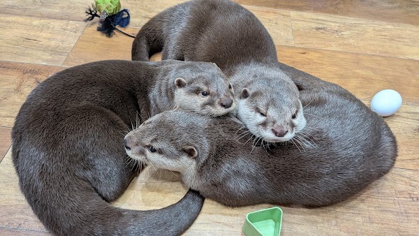 Otters Family 5