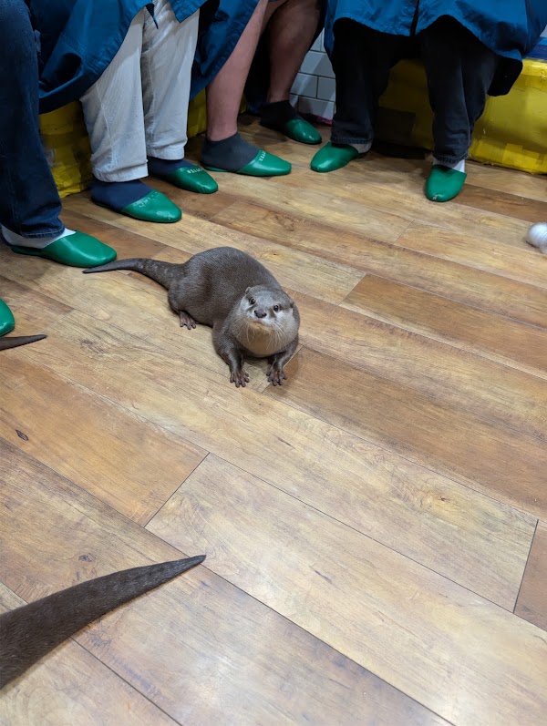 Otters Family 4