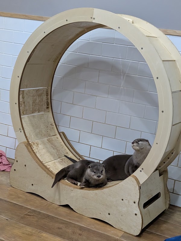 Otters Family 3