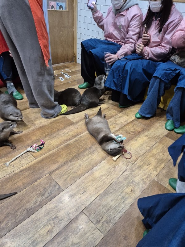 Otters Family 2