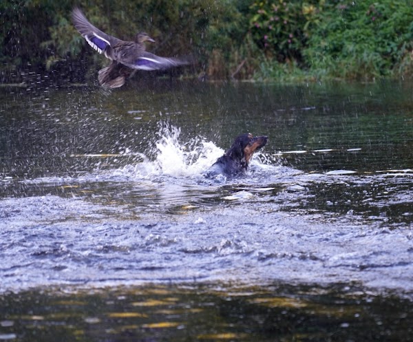 Lagan Towpath