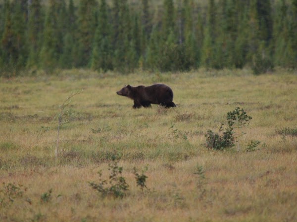 Dempster Highway 4