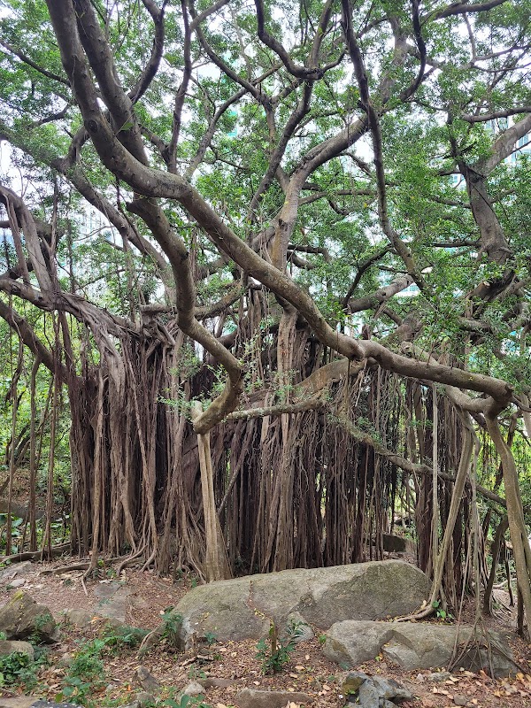 Yuen Tsuen Ancient Trail 5