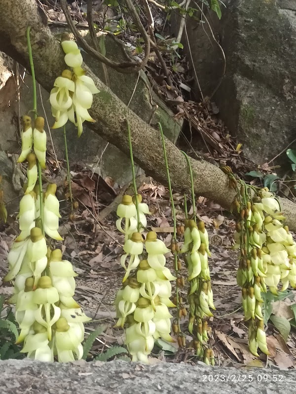 Yuen Tsuen Ancient Trail 3